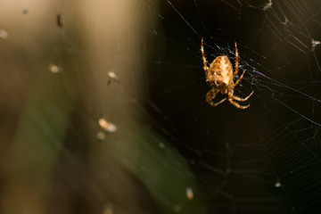 Spider on the web