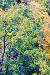 Bright yellow foliage of trees in the city autumn park
