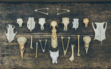 A Collection Of Animal Bones And Skulls
