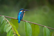 Common Kingfisher on green leaf