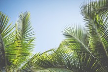 Leaves Palm Coconut Trees Against Blue Sky, Palm Trees At Tropical Coast,summer Tree, Beautiful Tropical Background