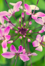 Pink Cleome