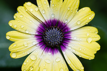 Macro Of Yellow African Daisy Flower With Water Drops