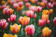 © Kate Daigneault/Stocksy - Beautiful spring tulips in the Brooklyn Botanic Garden