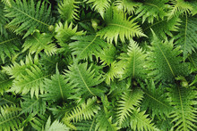 Green Leaves Of A Blechnum Fern