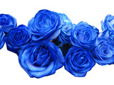 Fototapeta Do akwarium - Blue roses