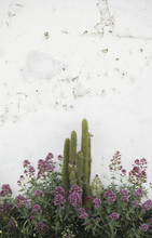 Cactus And Pink Flowers On White Adobe Wall