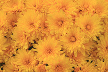 Blooms Of Yellow Fall (Autumn) Mums