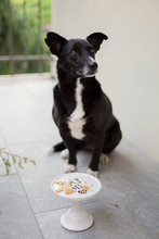 Dog Sits In Front Of Cake Stand Saying Eat Me. Cookies On It.