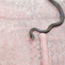Tiny Snake Seen From Above