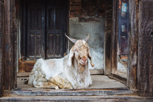 Old Goat In The Ancient City Bhaktapur,Nepal