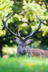 injured red deer stag resting on the ground