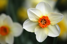 Close-up Of Daffodil Flowers During Spring