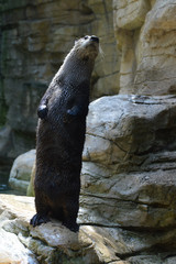 Poster - River Otter