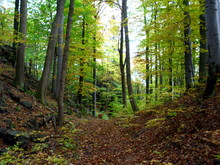 Jesienny Las W Górach Suchych