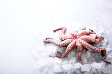 Fresh Raw Octopus On Ice, Grey Concrete Background. Top View, Copy Space