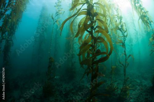 Fototapeta na szkło Podwodny las Kelp w Kalifornii
