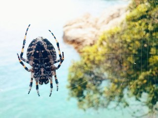 Big spider on the coast