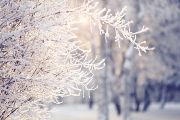 Branches in hoarfrost and snow, are lit with the sun.