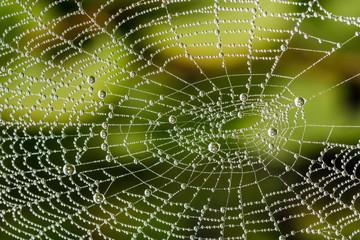 detail of beautiful cobweb with pearls from dew drops. amazing ornate texture from spider web with r