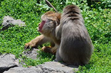 Wall Mural - Snow monkey