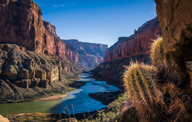 cactus overlooking the grand canyon 