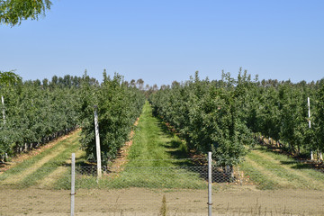 Wall Mural - Apple orchard. Rows of trees and the fruit of the ground under t