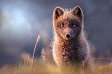 Arctic Fox In Evening Sun