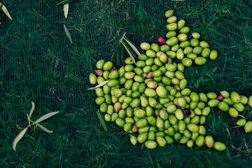 Olives in net during harvest