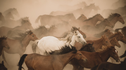 horses run gallop in dust