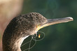 Young cormorant with fishing line and hook caught in beak.