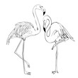 Flamingo vector illustration. Doodle style. Isolated on white background. Flamingo hand draw. Cloth, print, design, icon, logo, poster, textile, paper, card, cloth, wrapping, wallpaper. Eps10