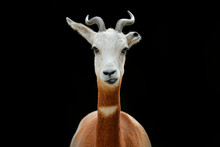 Dama Gazelle, Addra Gazelle, Or Mhorr Gazelle, Nanger Dama, Detail Portrait With Horn. Animal From Africa. Close-up Portrait Of Face. Of Gazelle. Wildlife Scene From Nature, Niger, Chad And Sudan.