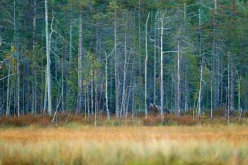  Bear hidden in yellow pine and birch forest. Autumn wood with bear. Beautiful brown bear walking around lake with autumn colours. Dangerous animal in nature meadow habitat. Wildlife scene, Finland.