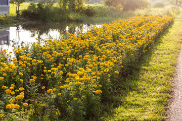 Wall Mural - Marigold flower garden back beautiful light.