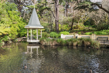 The Duck Pond At The Wellington Botanical Gardens New Zealand