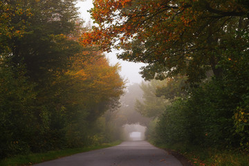 Wall Mural - small country road leads through the foggy autumn forest with golden and orange leaves on the trees,