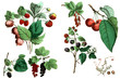 Illustration. Collection of berries.