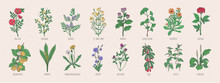 Collection Of Wild Meadow Herbs, Blooming Flowers And Tropical Plants With Edible Berries Hand Drawn In Vintage Style And Isolated On White Background. Detailed Botanical Vector Illustration.
