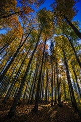 Poster - Golden shine autumn panorama scene in the forest, the morning sun shining through the trees, blue sky in background. Beskidy Mountains, Poland.