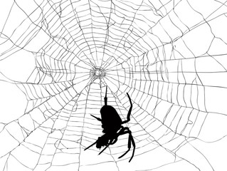 Wall Mural - black large spider in web