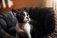 Close Up Of Young Pretty Dog Sitting On The Armchair. Boston Terrier.