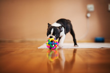 Little Dog Playing With A Colorful Ball In The House. Boston Terrier.