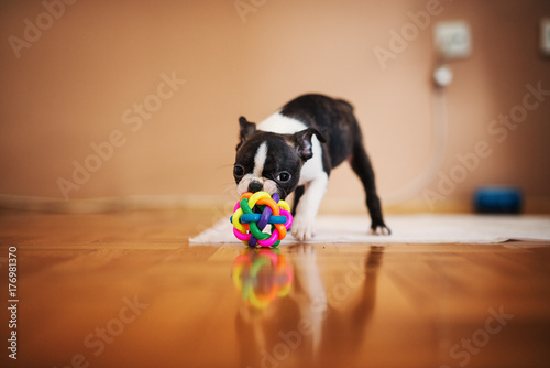 Little dog playing with a colorful ball in the house. Boston terrier.