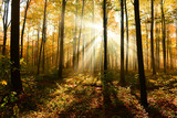Fototapeta Las - Autumn forest