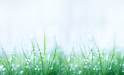 Aufkleber - Fresh wet grass in the early morning with droplets of dew close up of a macro with a soft focus on a light blue background. Elegant delicate gentle abstract nature background.