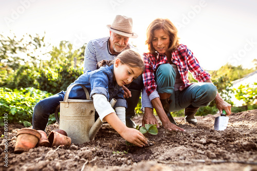 Fototapeta Senior couple with grandaughter gardening in the backyard garden