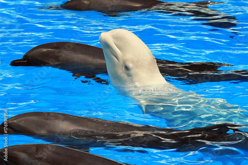 Fotografie, Tablou White beluga whale among dolphins in clear blue water