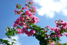 Blooming Bougainvillea Tree Against Blue Sky