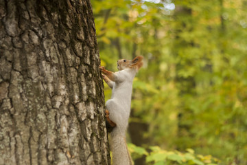 squirrel on the tree. squirrel in the autumn.